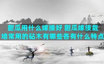 甜瓜用什么嫁接好 甜瓜嫁接栽培常用的砧木有哪些各有什么特点